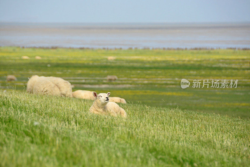Texel Lamb躺在堤坝上。